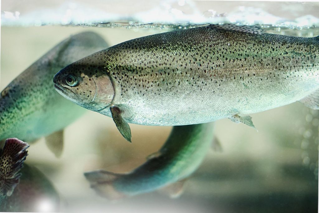 trout img - 11 ویژگی مهم خوراک ماهی قزل آلا - فیدر